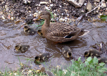 Ducklings by the side of Watery Lane 