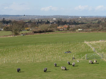 Black sheep and a vista of mid-Sussex – Jim's photo
