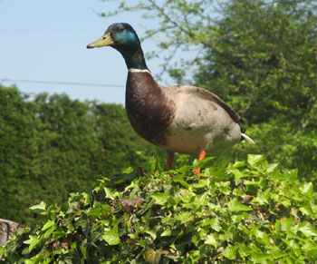 Duck topiary - Jim's photo 