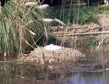 Swan's nest 