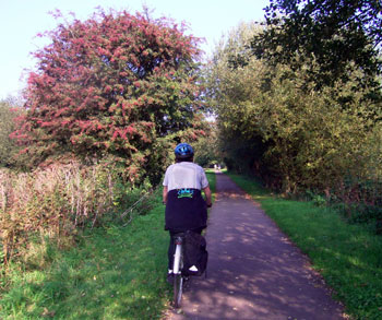 Joyce approaches tree full of berries (Rowan?) 