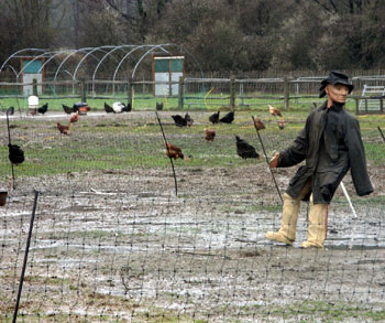 Scarecrow - Jim's photo