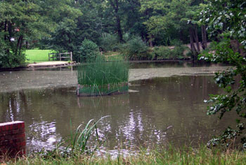 The pond 