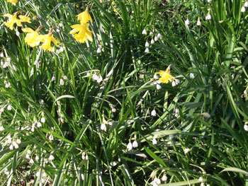 Daffodils and snowdrops 