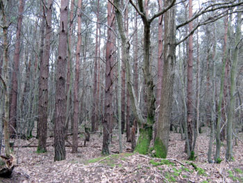 Vert Wood 