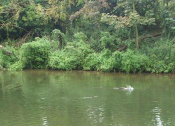 Never sure whether duck would eat eel or eel would eat duck. The thrashing fight to the death took around 10 minutes, then the victorious bird took off in an attempt to digest its kill