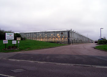 Giant greenhouse - what do they grow in there?