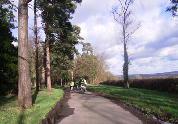 Lonesome pines in Borde Hill Gardens 