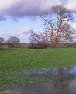 Storm damage