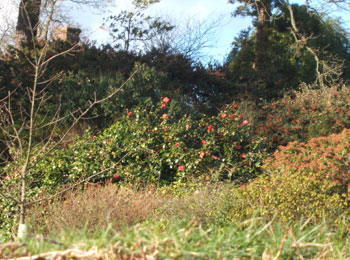 Red hot hibiscus basking in our January sunshine