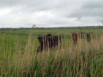  Young bullocks peering at us across the ditch 