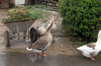  Happy geese