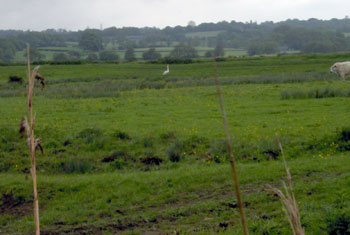 The Levels (we could not decide whether that was a swan or a heron)