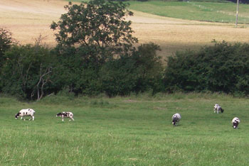 Jacob's sheep in the distance