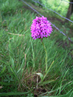 Pyramidal orchid