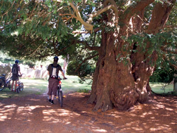 Ancient yew tree