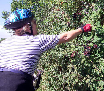 Joyce samples the last of the blackberries 