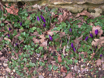 Crocuses or is that croci? 