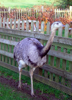 Ostrich or rhea? 