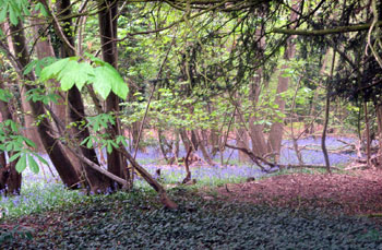 Bluebell wood 