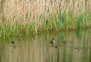 Jim's photo of ducklings 