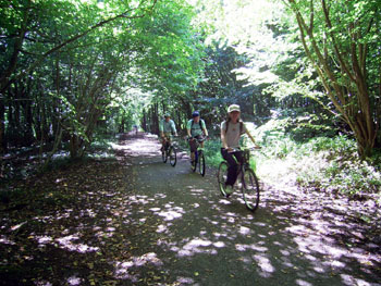 The dappled shade of the Cuckoo Trail 