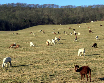Field full of Atlantic Alpacas 