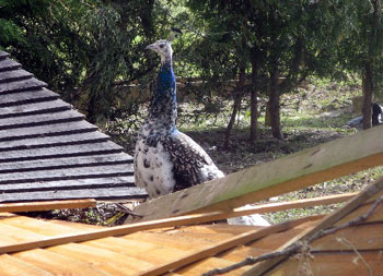 Jim's photo of a peacock 