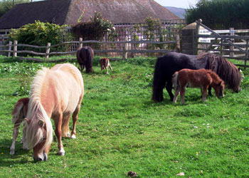 Shetland ponies 