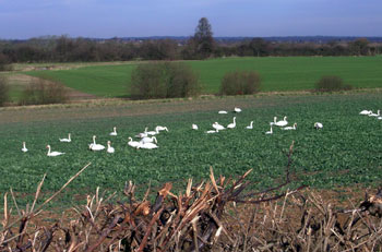 Swans in cabbage field 