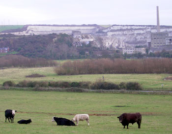 Bull in field from one of the hills, overlooking the cement works 
