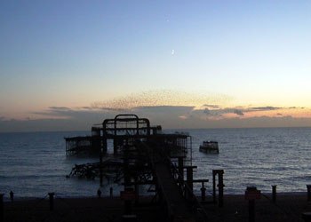 Starlings swarm over the remains of the West Pier 