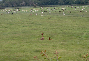 An attempt to snap the new baby llamas 