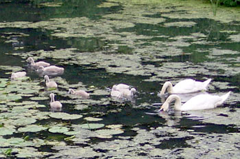 Cygnets in the moat