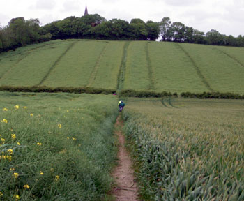 A short cut thought the oil-seed rape fields 