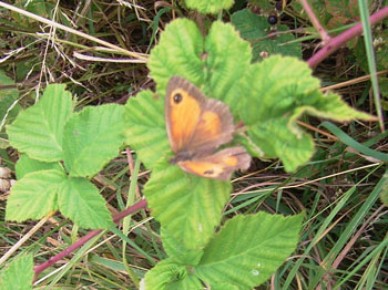 Tortoiseshell butterfly