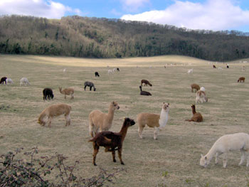 Alpacas