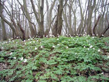 Wood anenomes 