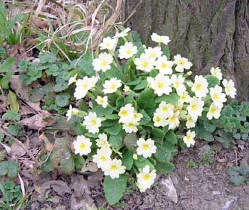 Primroses