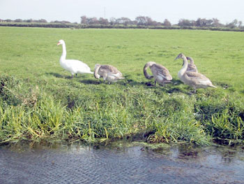 Pevensey Levels