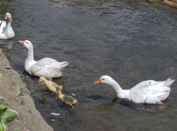 Ducks at the Wiston tea place