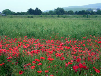 Field of poppies 