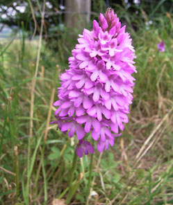 Pyramidal Orchid (Anacamptis pyramidalis)